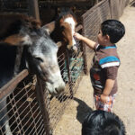 Club de Rodeo de Alto Hospicio