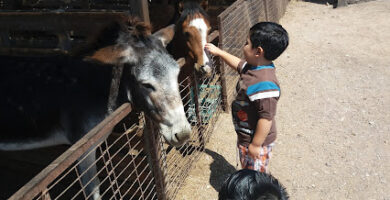 Club de Rodeo de Alto Hospicio